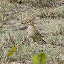 Image of African Pipit