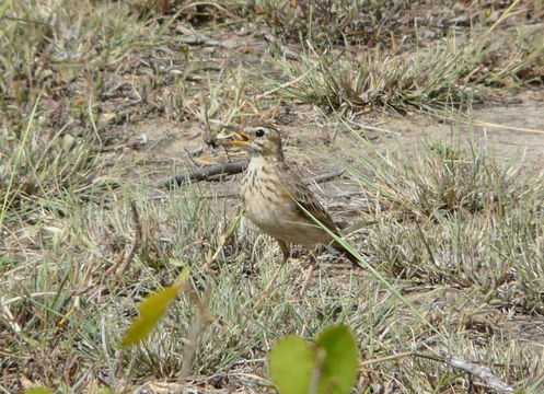 Image of African Pipit