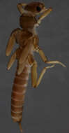 Image of Cape Stoneflies