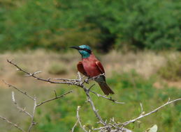 Image of Northern Carmine Bee-eater