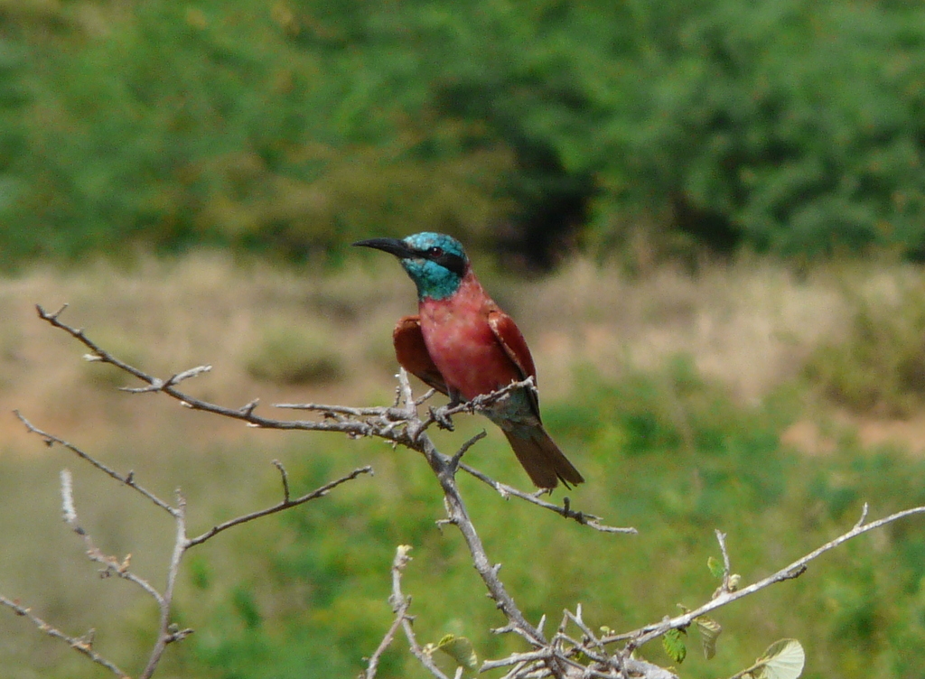 Image of Northern Carmine Bee-eater