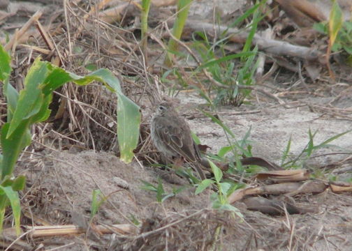 Anthus melindae Shelley 1900的圖片