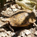 Image of Southeastern hinge-back tortoise