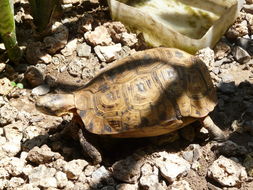 Image of Southeastern hinge-back tortoise