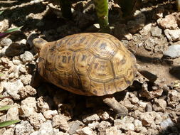 Image of Southeastern hinge-back tortoise