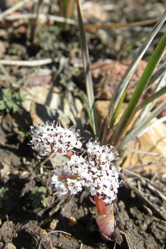 <i>Orogenia linearifolia</i> resmi