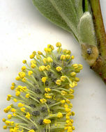 Salix lasiolepis Benth. resmi