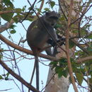 Image of Samango Monkey -- Sykes' Monkey