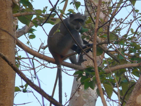 Image of Samango Monkey -- Sykes' Monkey