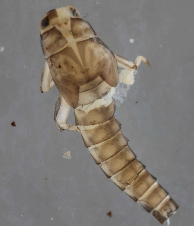 Image of Labiobaetis