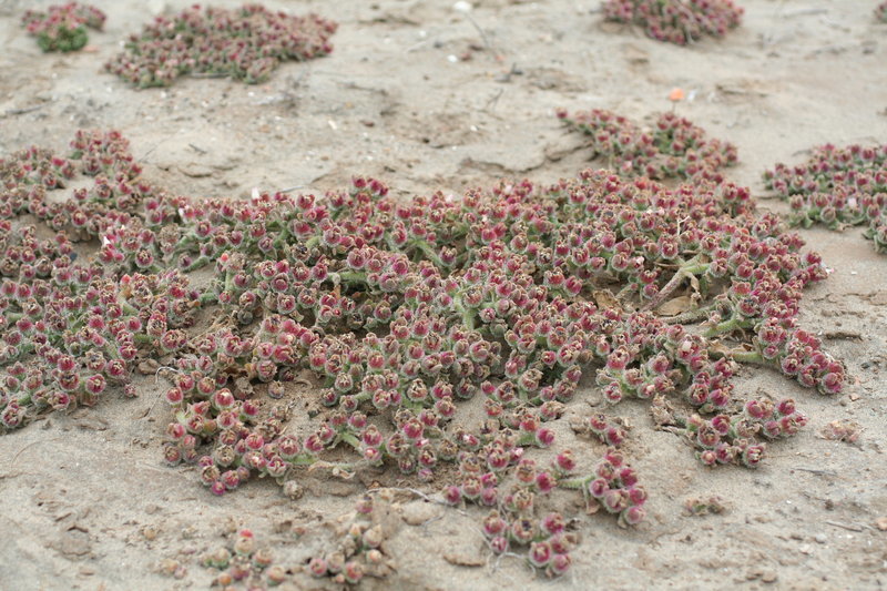 Image of common iceplant