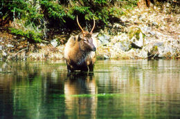 Image of <i>Cervus canadensis</i>