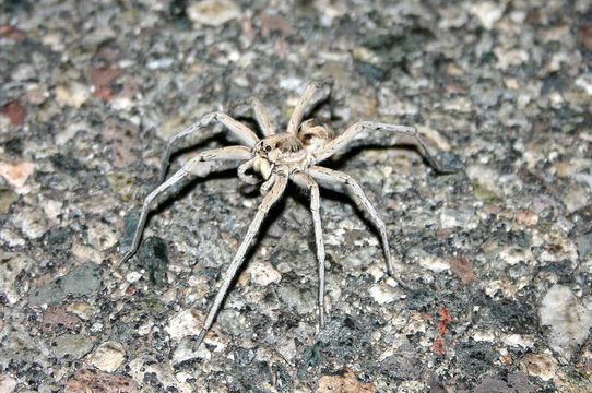 Image of Carolina Wolf Spider