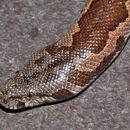 Image of Whitaker’s sand boa