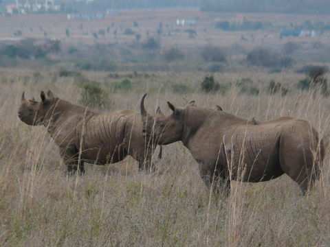 Image of Black Rhinoceros