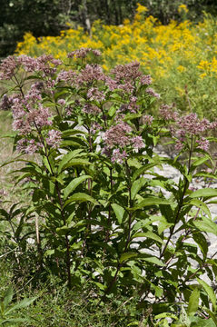 صورة Eutrochium fistulosum (Barratt) E. E. Lamont