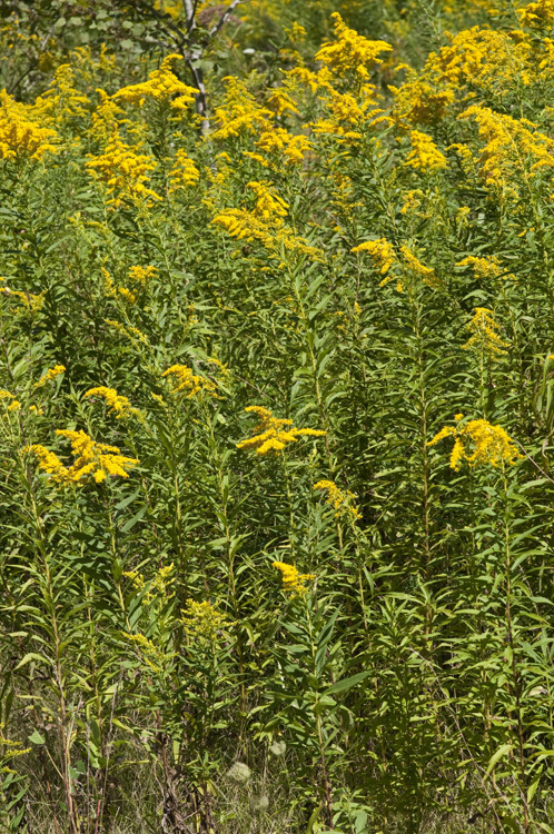 Image of Canada goldenrod