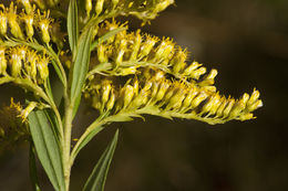 Image of Canada goldenrod