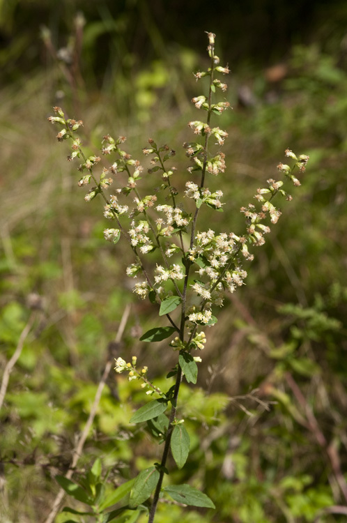 Image of white goldenrod