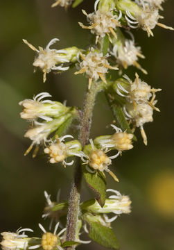 Image of white goldenrod