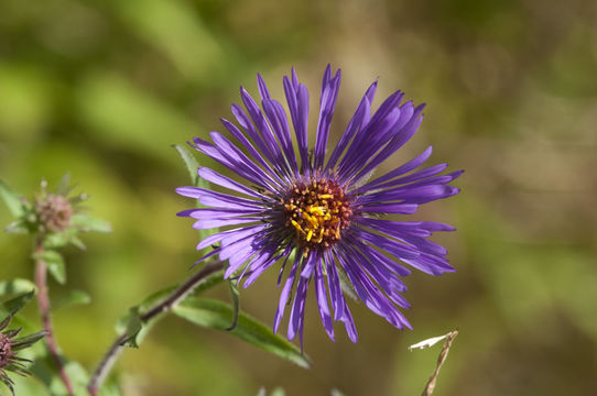 Image of Michaelmas daisy