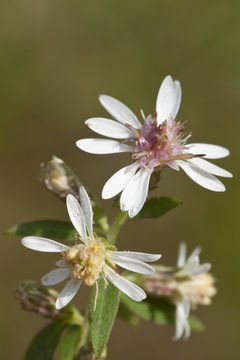 Image of Pringle's aster