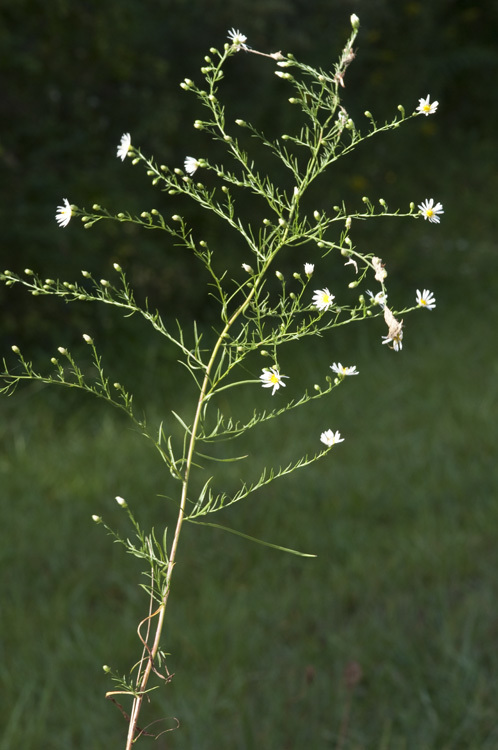 Image of Pringle's aster