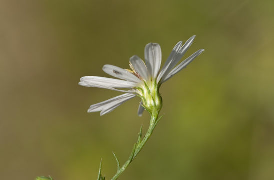 Image of Pringle's aster