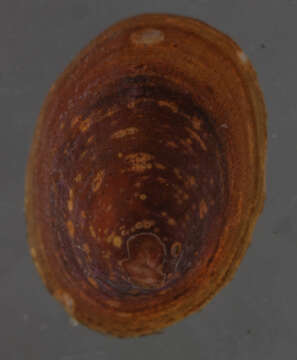 Image of Burnupiidae