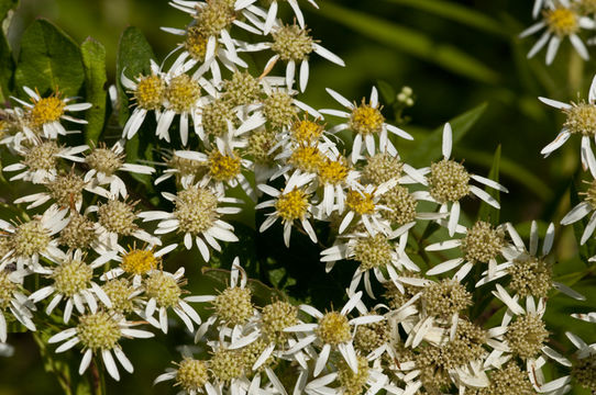 Image de Doellingeria umbellata (Mill.) Nees