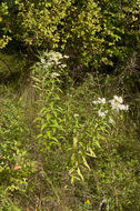 Image of parasol whitetop