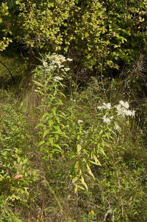 Imagem de Doellingeria umbellata (Mill.) Nees