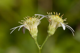 Image of parasol whitetop