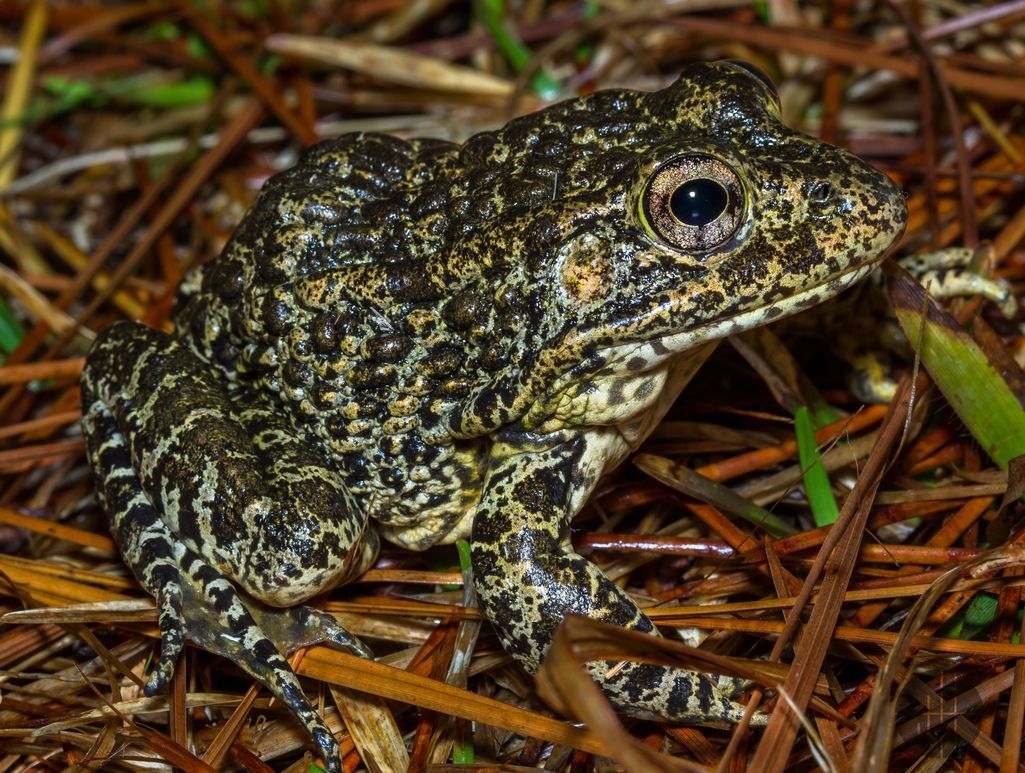 Image of Dusky Gopher Frog