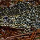 Image of Dusky Gopher Frog