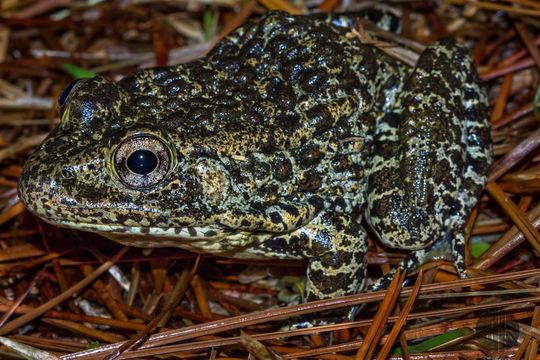 Image of Dusky Gopher Frog