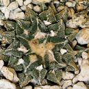 Слика од Ariocarpus