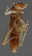 Imagem de Notonemouridae