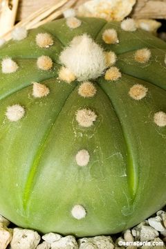 Image of Sand Dollar Cactus