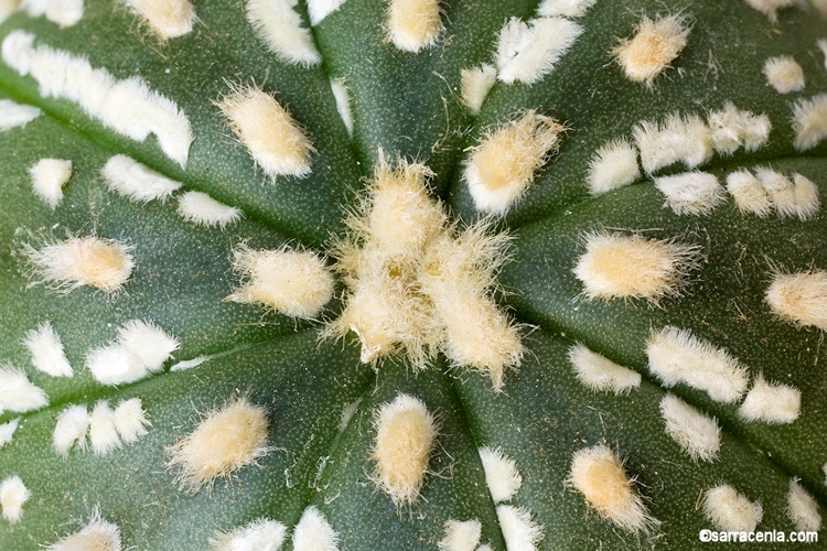 Image of Sand Dollar Cactus