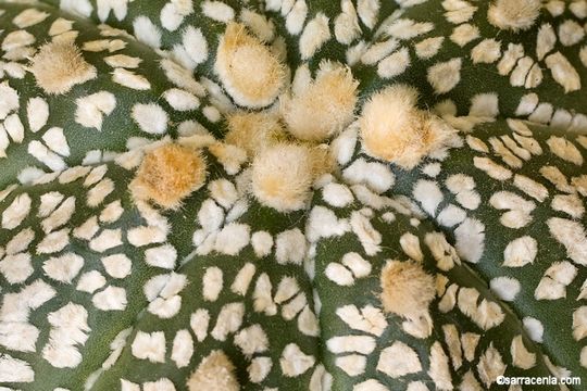 Image of Sand Dollar Cactus