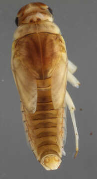 Image of Labiobaetis