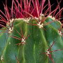 Image of Ferocactus pilosus (Galeotti) Werderm.