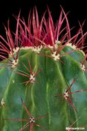 Ferocactus pilosus (Galeotti) Werderm. resmi