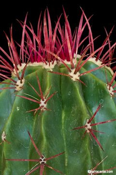 Ferocactus pilosus (Galeotti) Werderm. resmi