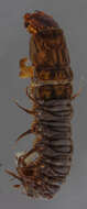 Image of Chauliodinae