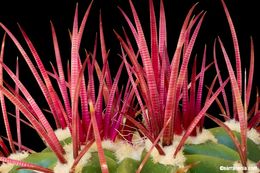 Ferocactus pilosus (Galeotti) Werderm. resmi