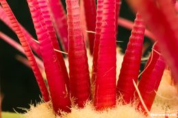 Ferocactus pilosus (Galeotti) Werderm. resmi