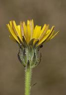 Слика од Picris hieracioides L.