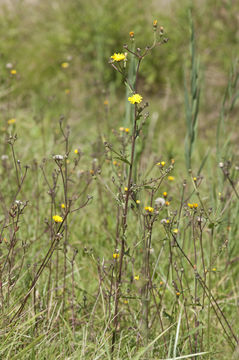 Слика од Picris hieracioides L.